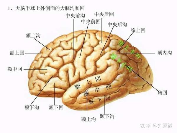 中央前回主司运动; 中央后回主司感觉; 颞上回和颞横回主司听与说