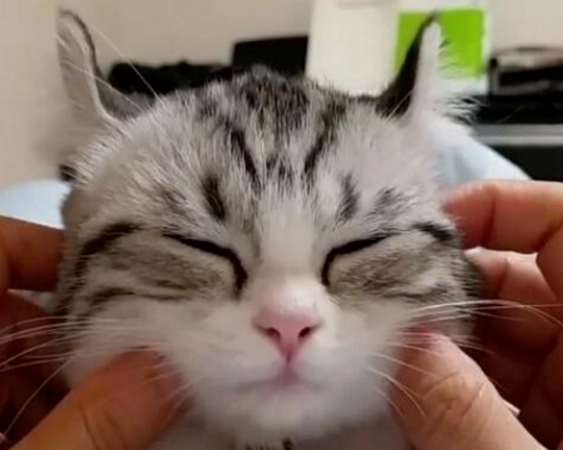 还在担心撸猫被咬?教你正确的撸猫姿势,猫咪看了都说爽!