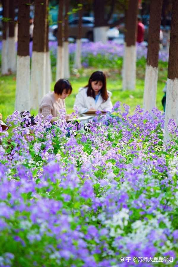 最新江苏师范大学绝美外景