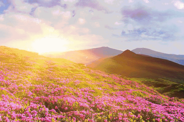 做一朵向阳的野花开一段灿烂的年华