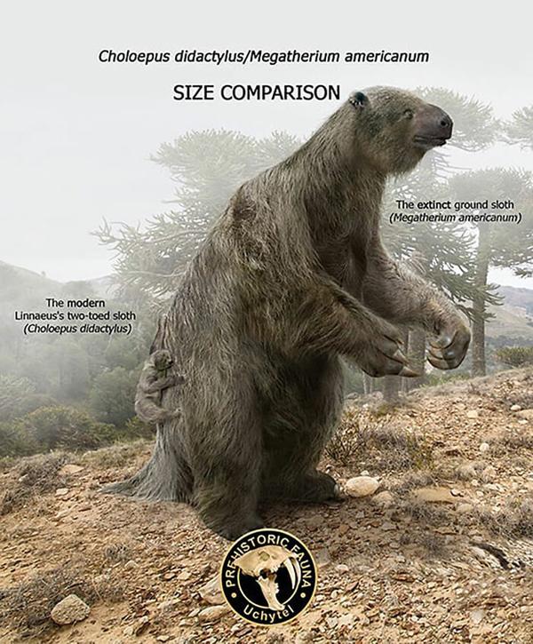 美洲大地懒 megatherium americanum