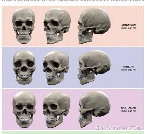 亚洲人欧洲人非洲人头骨区别
