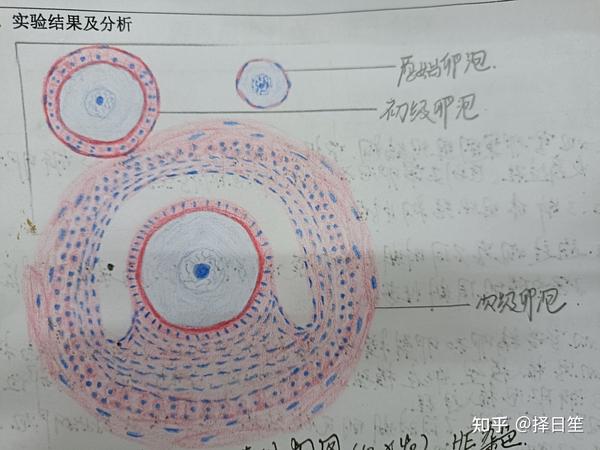 组胚红蓝铅笔绘图(he染色)