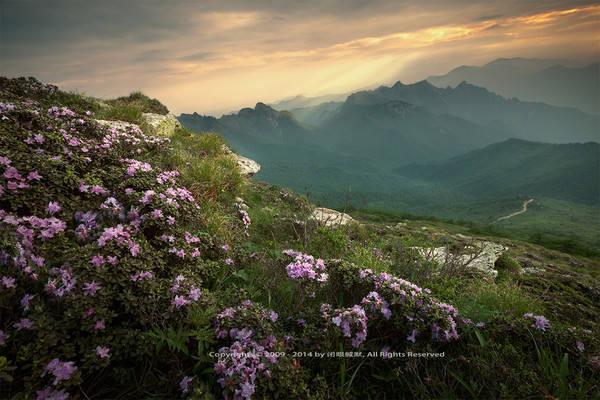 秦岭高山杜鹃