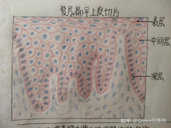 第一次画,有错误的地方希望友友们指出来呀 1,单层立方上皮 希望对友