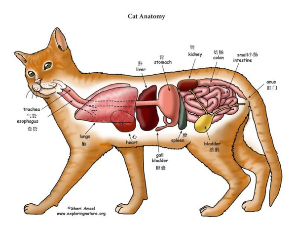猫解剖结构简图