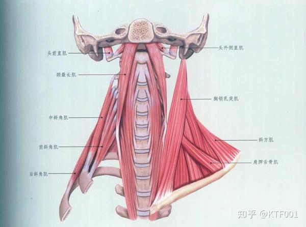 颈夹肌起始于第三胸椎至第六胸椎的棘突部分,并且在第一颈椎至第三