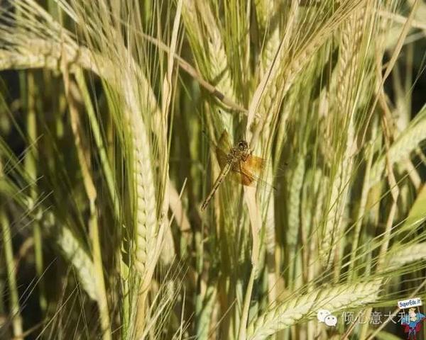 杜兰小麦的图片(图片来自网络 什么是"pasta di semola di grano