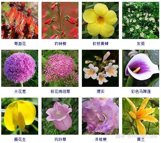 花间密码│史上最全观花植物名称梳理来啦!