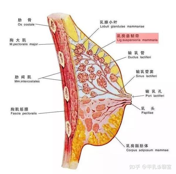 乳腺癌长在乳腺与皮下脂肪交界的地方,累及到乳房悬韧带(它是乳腺腺