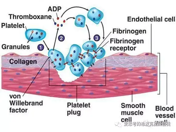 怎样辨别是老年斑还是因血小板减少引起的毛细血管溢血
