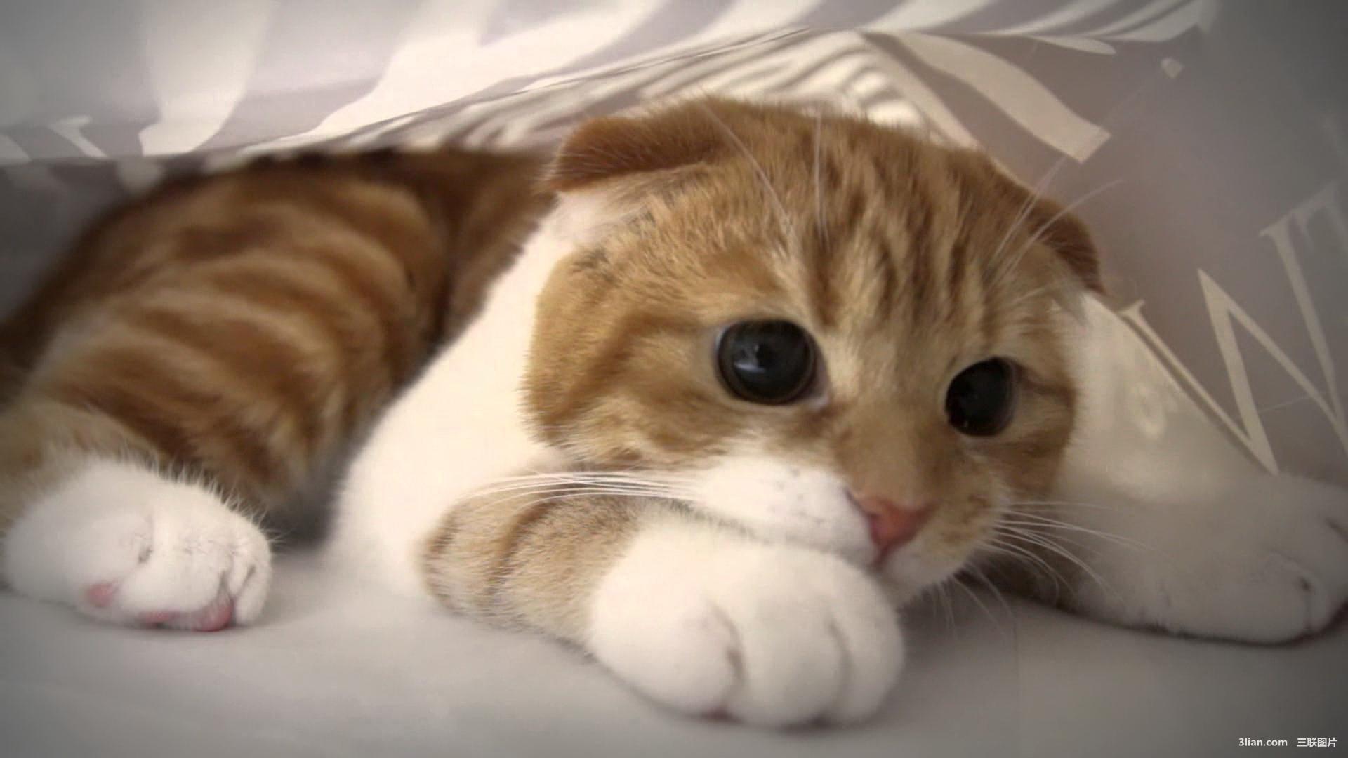 怎样知道猫咪高兴?