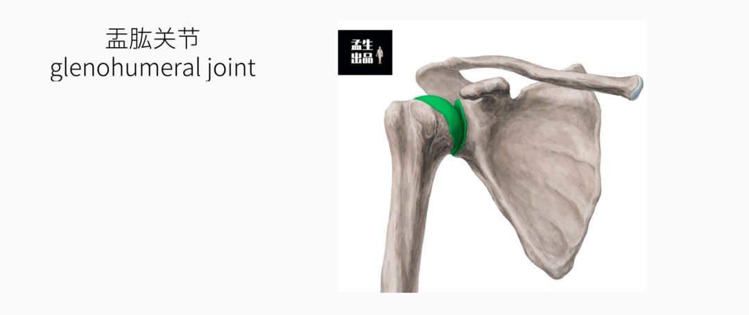 肩关节肌骨解剖学盂肱关节静态稳定韧带