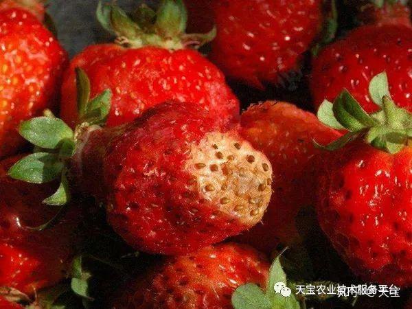草莓烂果到底是啥原因