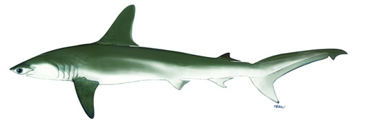 5. 锤头双髻鲨(smooth hammerhead shark)(头部是锤头)