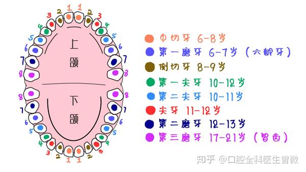 人类恒牙名称及萌出时间