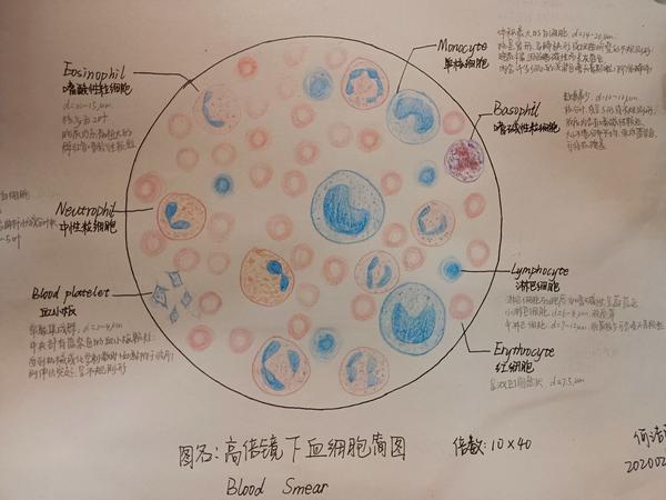 组胚红蓝铅笔画图