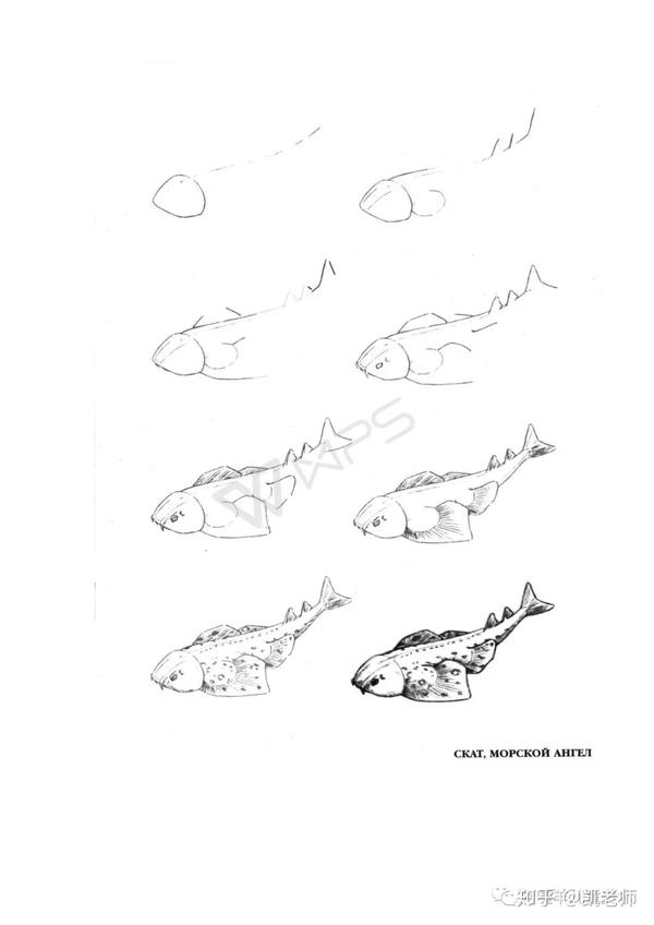【画画资料001】50种海洋动物的画法
