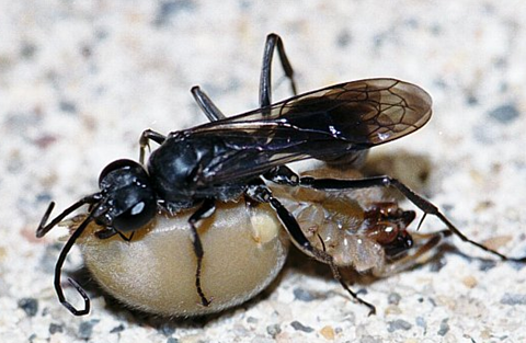 如何区分黄蜂,蜜蜂,马蜂,胡蜂……各种蜂?