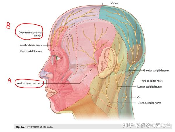 a:耳颞神经 b:颧颞神经   图片来源:gray&#39;s anatomy for