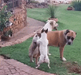 有哪些视频堪称有毒?