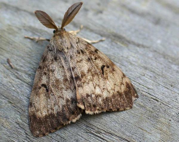 舞毒蛾(gypsy moth)