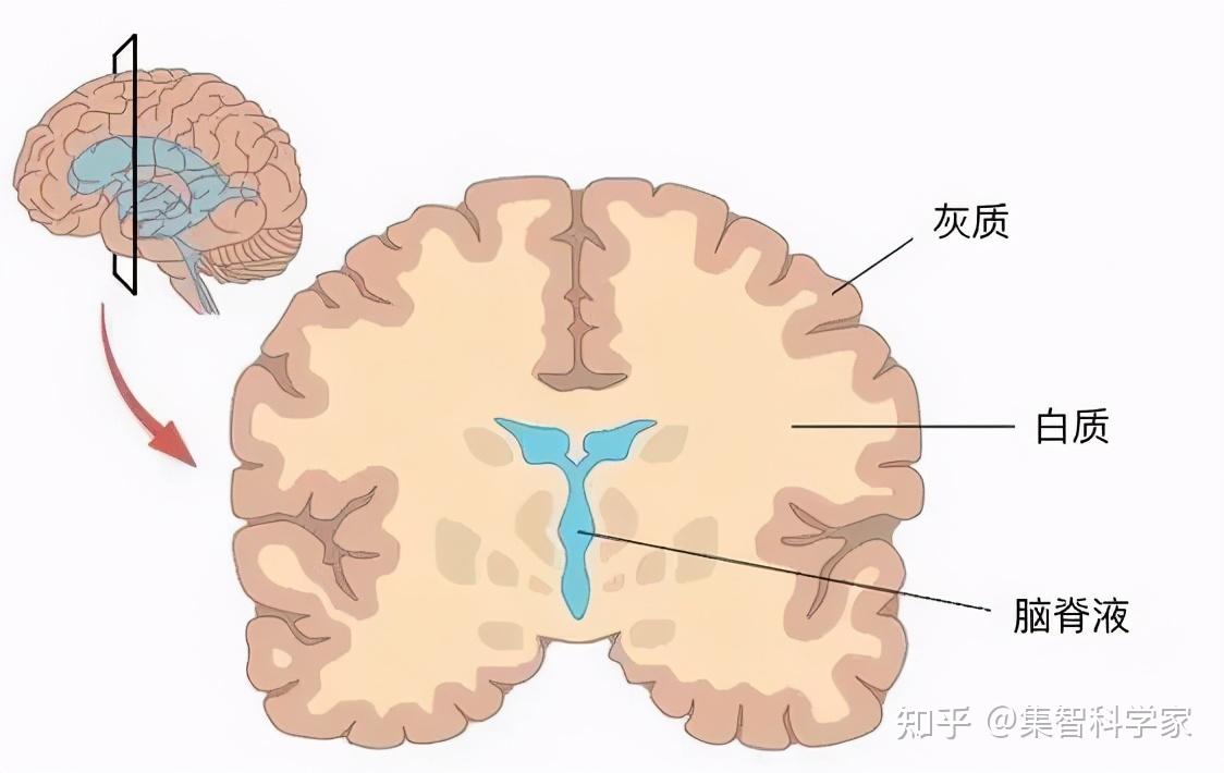脑的进化更大的脑容量预示更高的智能水平
