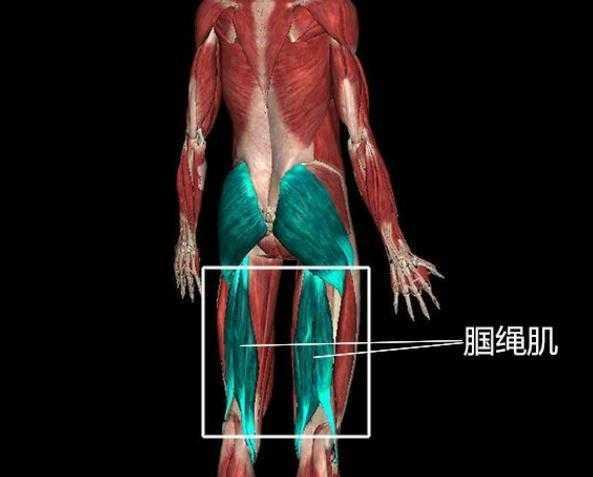 来安利下解剖知识,一字马前面的腿考验的腿后侧的柔韧,特别是膎绳肌