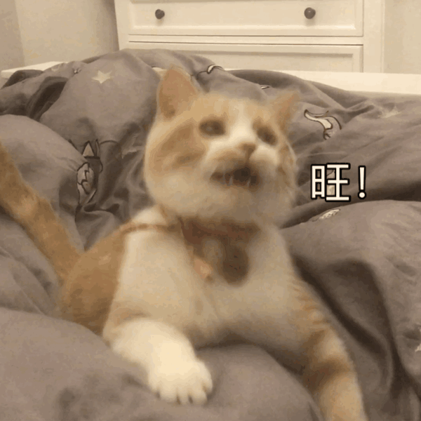 猫咪表情包包包