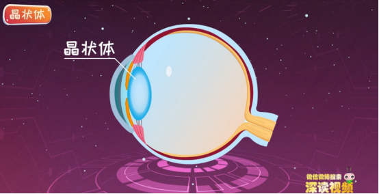看远的物体时,晶状体就变得扁平,看近的物体时,晶状体就变得很凸,这样