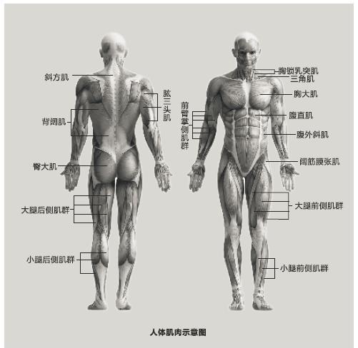 艺考生必看素描速写了解人体结构