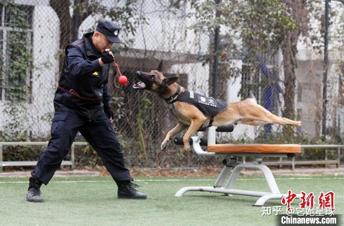 警察夫妻因犬相爱视警犬如亲人