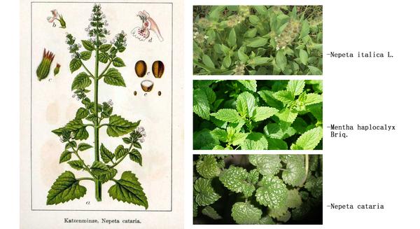 又名假苏),也不是任何一种薄荷(mentha haplocalyx briq.)!