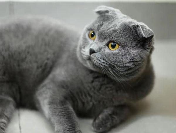 为什么大家都不要领养一只成年的折耳蓝猫?