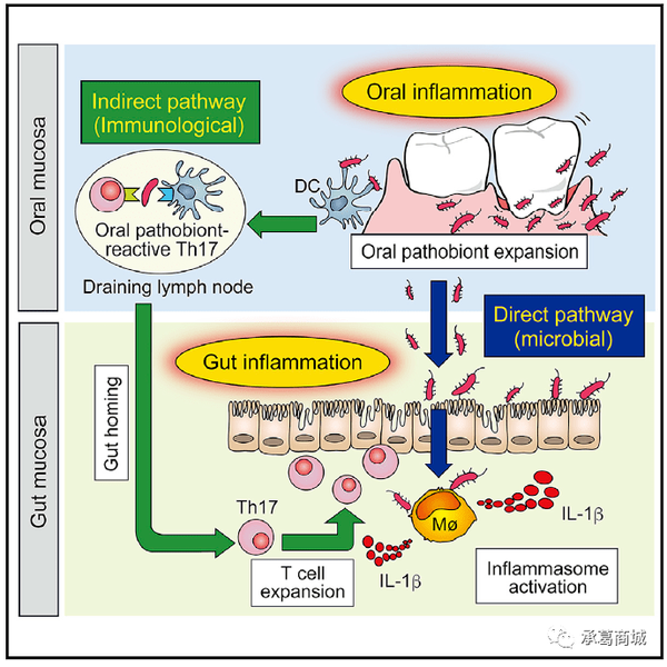 cell:口腔微生物可能会引发炎症性肠病