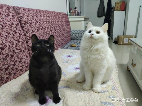 中华田园猫可以有多萌?