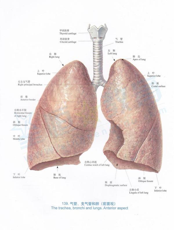 左肺下叶见结节状钙化灶是什么意思