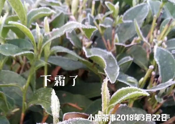 白茶是靠脸吃饭的,银针便要有银针的样子,牡丹便要有牡丹的姿色,寿眉