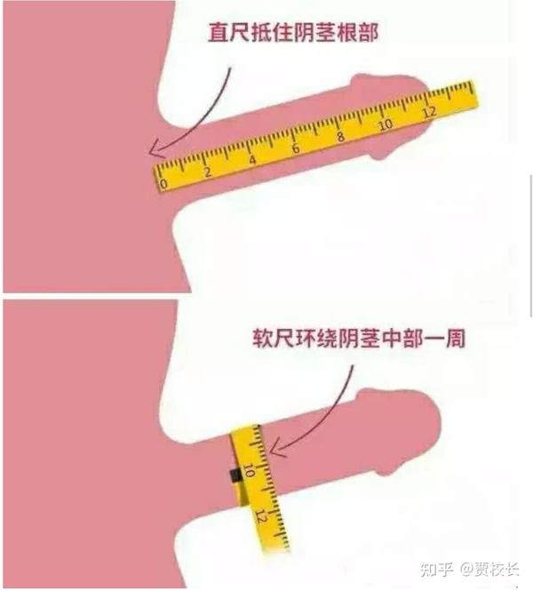 我国男人的丁丁平均尺寸是多少?丨直观数据(15521人样本调查)