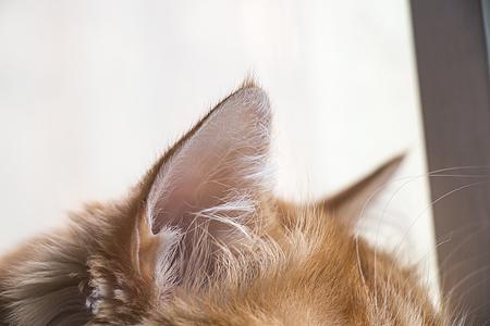 判断小猫健康的方法