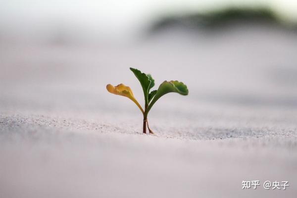 的是一个树的种子,那么再多风雨也不过是成长的养料,让你更加坚韧顽强