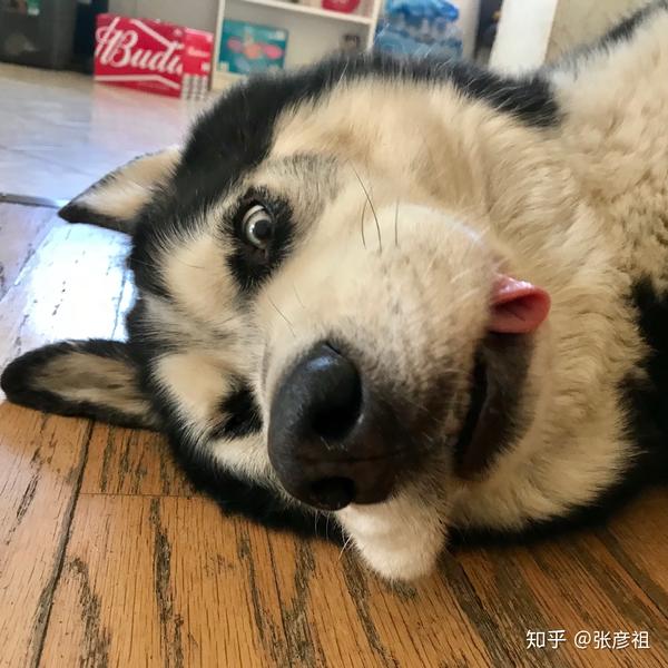 为什么有的哈士奇长的可爱漂亮,有的丑丑的?