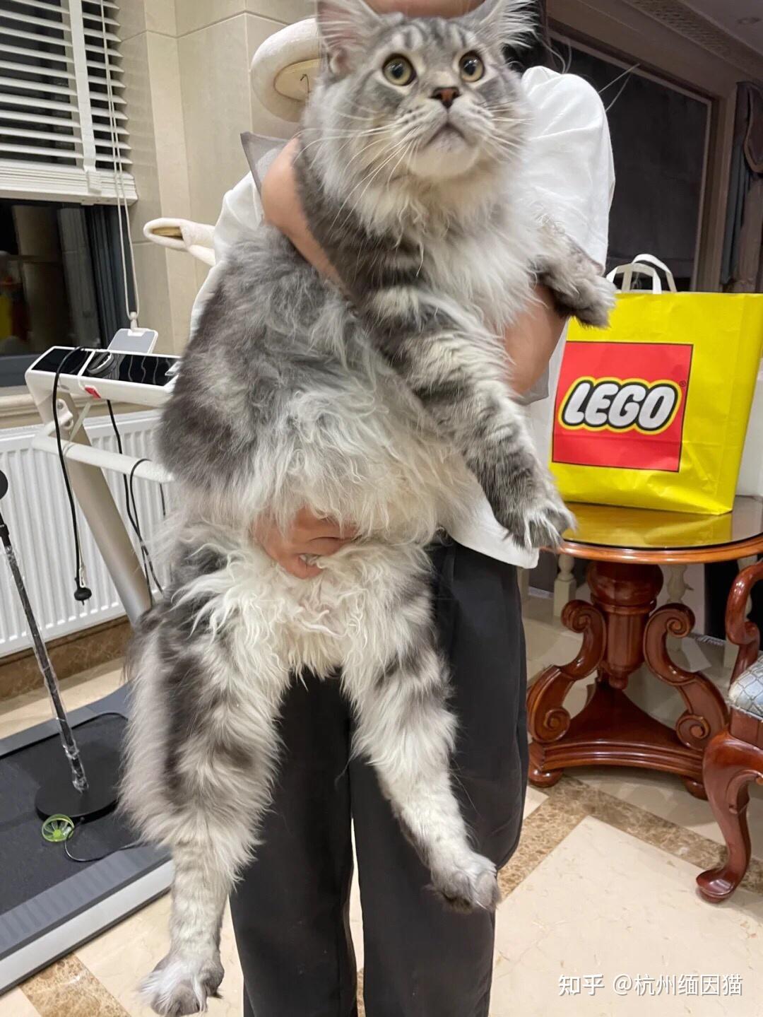杭州缅因猫
