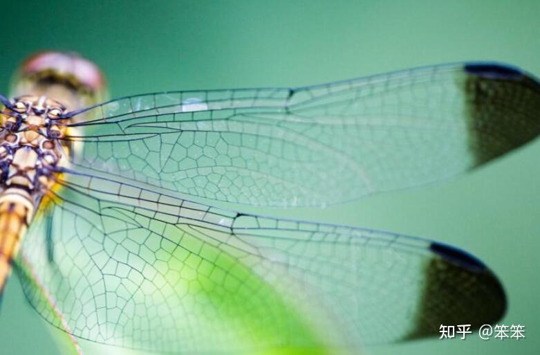蜻蜓飞行界的王者科学家研究多年仍未完全搞清楚蜻蜓的秘密