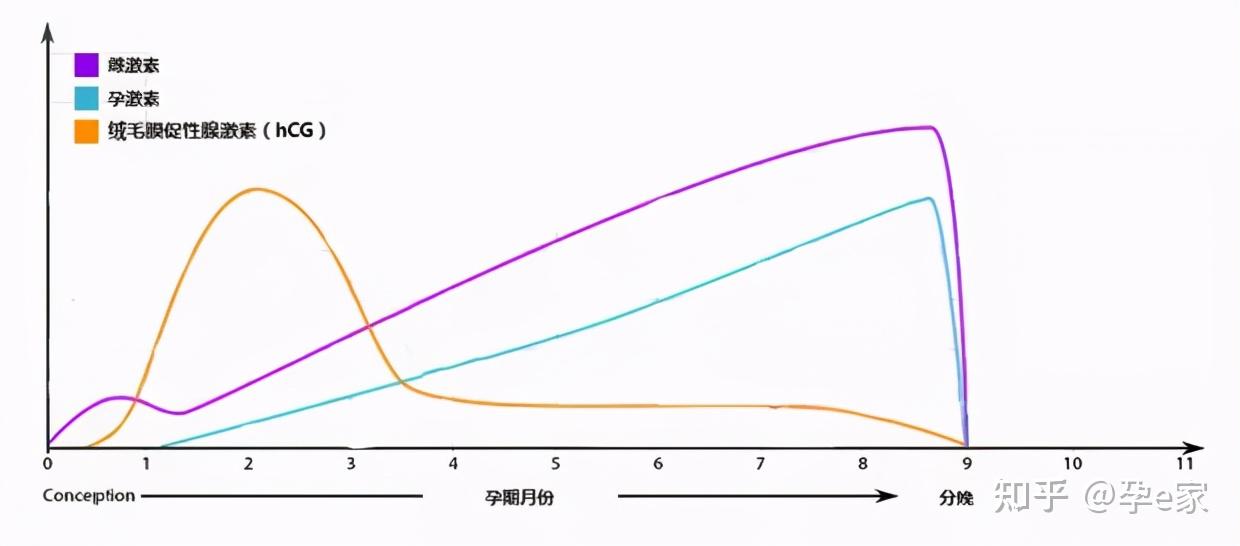 然而,孕e家想告诉大家"酸儿辣女"只是一种正常的妊娠反应而已!