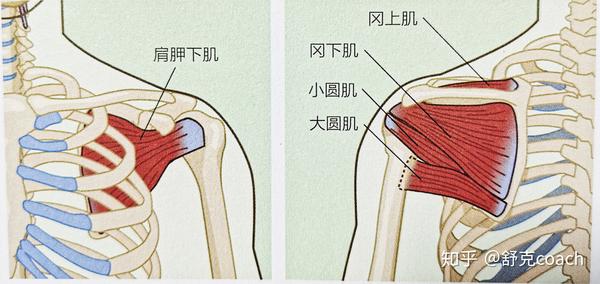 前言:肩外旋动作的主要作用是强化肩袖肌群,而薄弱的肩袖肌群是肩部