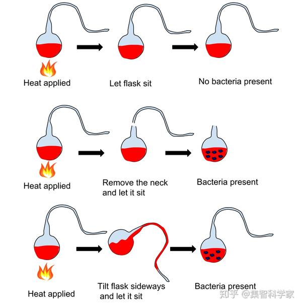 巴斯德的鹅颈烧瓶实验,高温处理后的肉汤不会发生腐败(出现细菌)