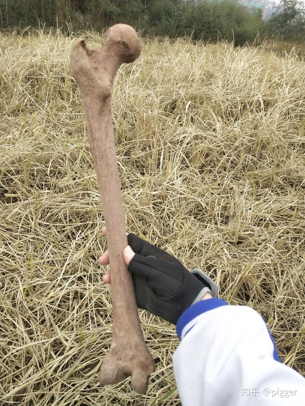 在野外捡到一个疑似人类大腿骨的骨头,怎么处理?