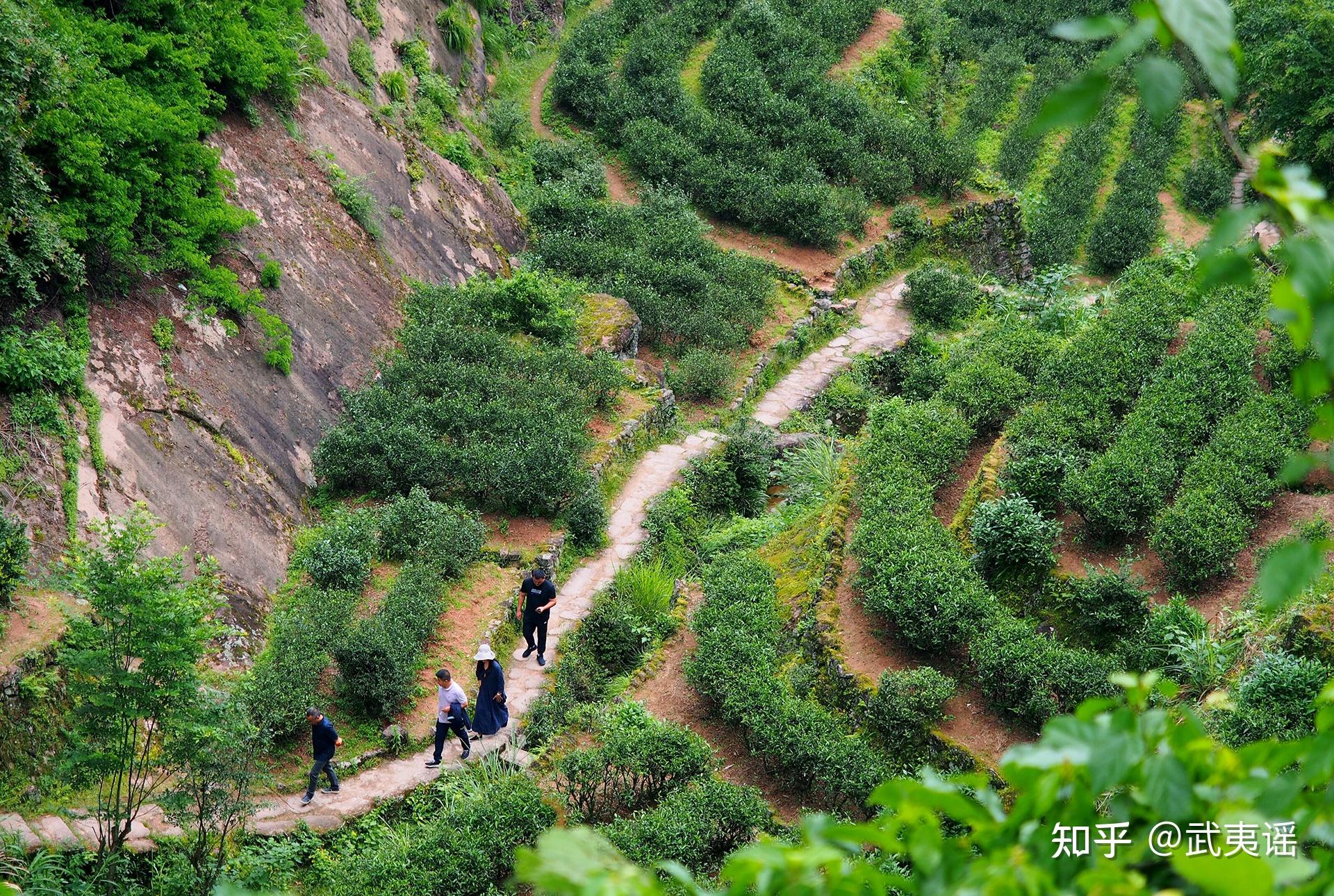 武夷山茶从古栽茗冠天下武夷谣