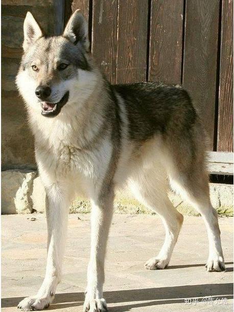 好在这个世界上有一种最像狼的狗,要比哈士奇更像——捷克狼犬